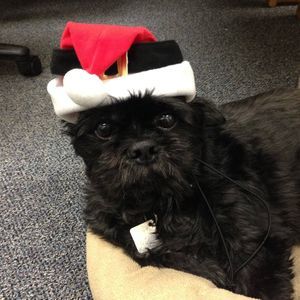 Meet your Posher, Cathy